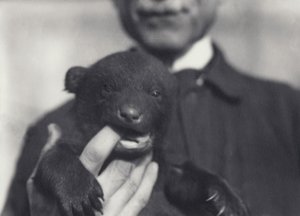 Ourson brun x noir âgé de 6 semaines, mâchant le doigt du gardien qui le tient, au zoo de Londres, février 1920 - Frederick William Bond